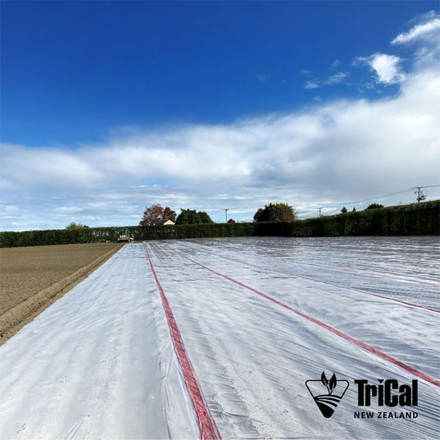 Preparing the Soil for Future Apple Trees