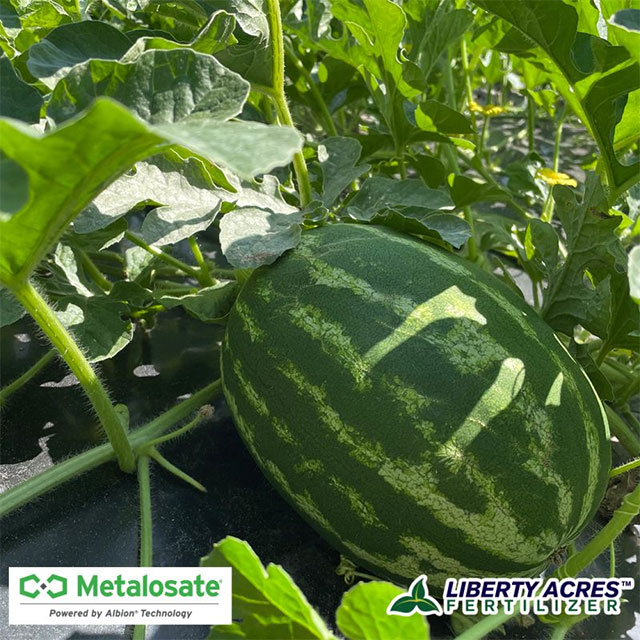 Balchem's Metalosate Foliar Nutrition Greens Watermellons