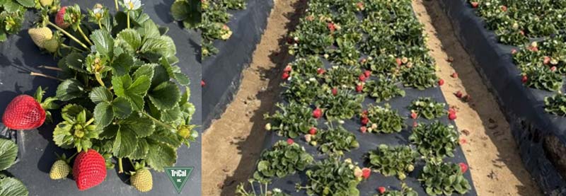 Innovative Strawberry Solutions in California