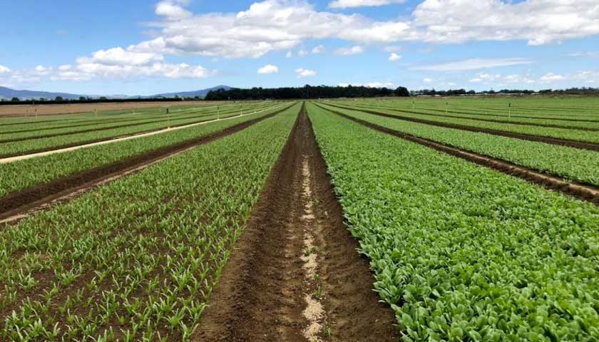 BB Spinach Field with Tri-Form 60