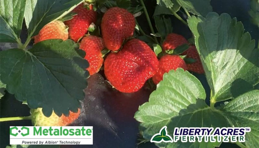 Metalosate® Foliar Nutrition Provides Essential Micronutrients