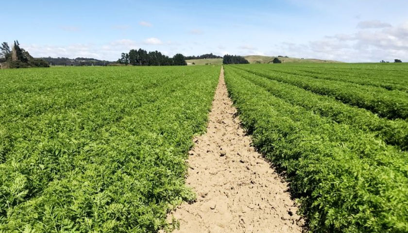 Tri-Form 60 Leading to Robust Carrot Growth