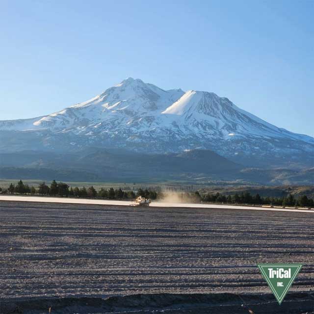 29th Season of Fumigation at Shastina Ranch