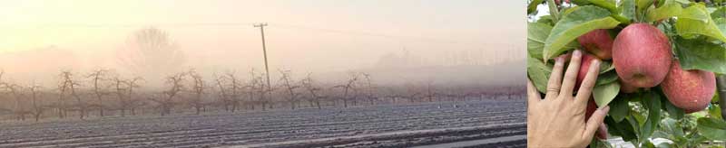 Boosting Soil Health for Thriving Orchards