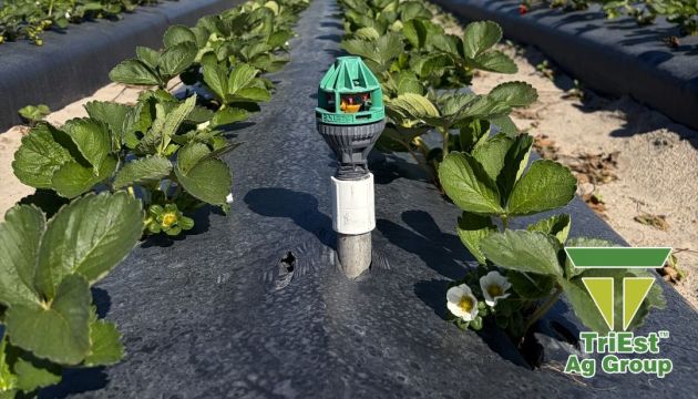 Early Florida Strawberries are Looking Strong