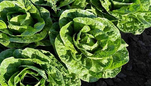 A good harvest starts with healthy soil. 