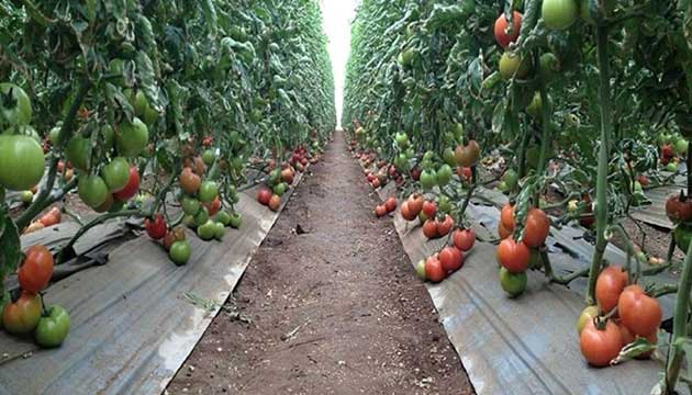Red Ripening Tomatoes with Healthy Soil