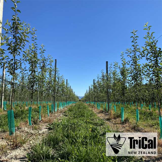 Healthy soil. Strong roots. Quality apples