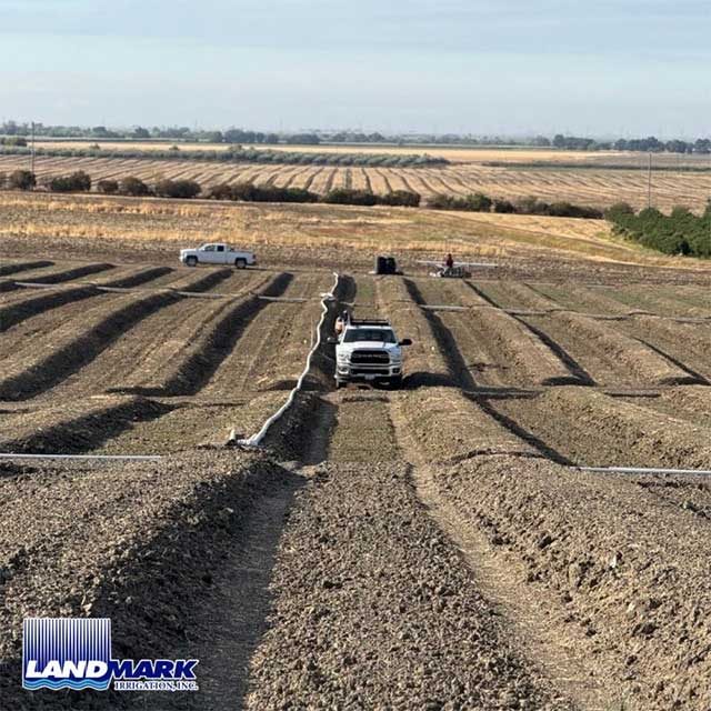 Freshly Irrigated Persimmon Fields in Zamora, CA