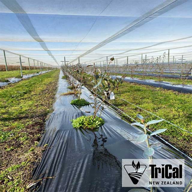 Berries are on the Rise