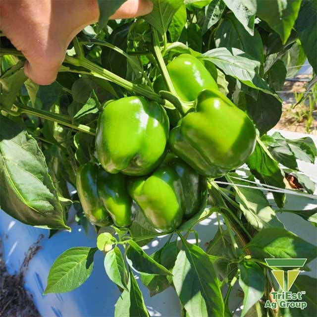 Give your Plants their Best Start