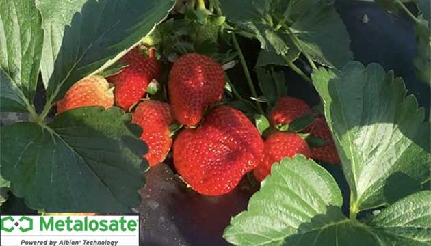Start your plants with Metalosate Foliar Nutrition
