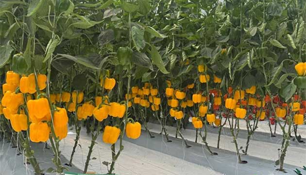 Peppers | Mexico