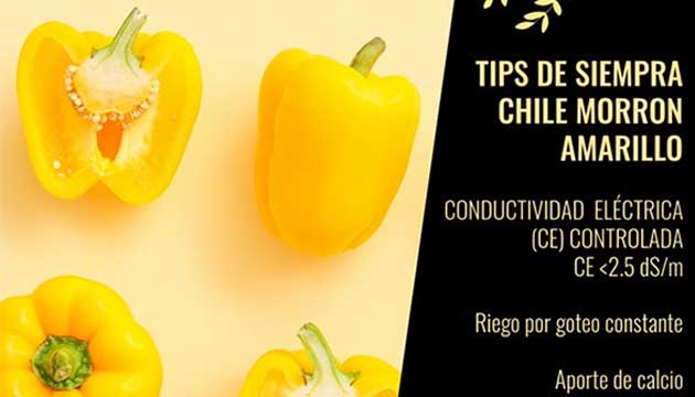 Planting Tips Yellow Bell Pepper