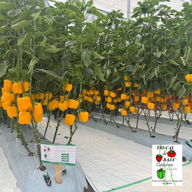 Peppers | Mexico
