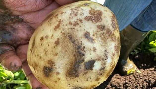 Potatoes | Chile