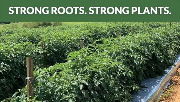Grafted Tomato Plants | Tri-Hishtil