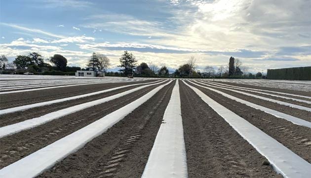 Pic-Plus Fumigation Application | Napier
