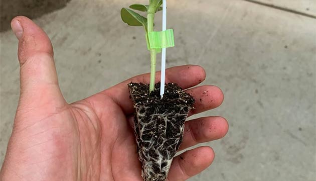 Strong Roots. Strong Plants.