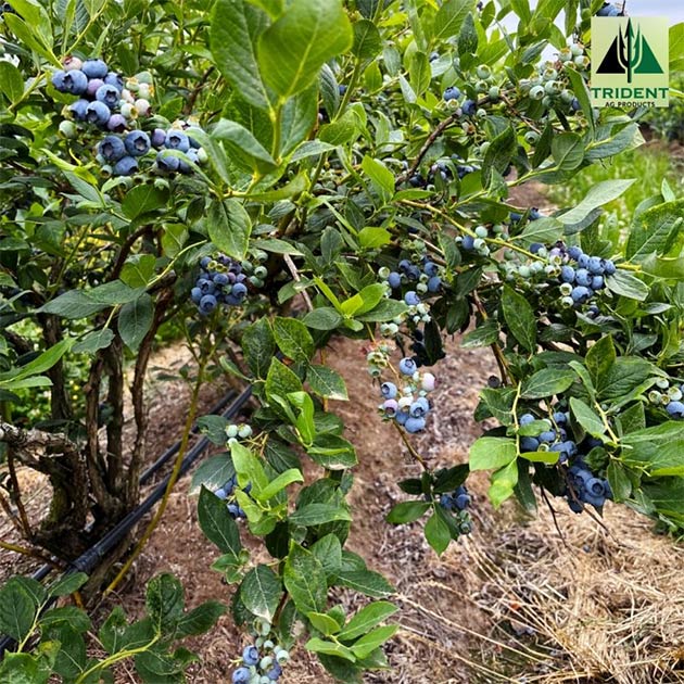 Blueberries | Lynden, Washington