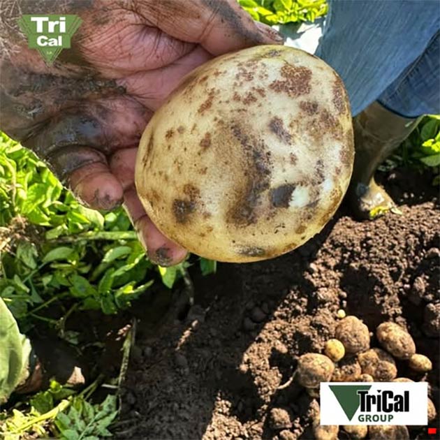 Potatoes | Chile
