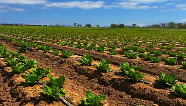 Good soil. Good start. Even rows. 