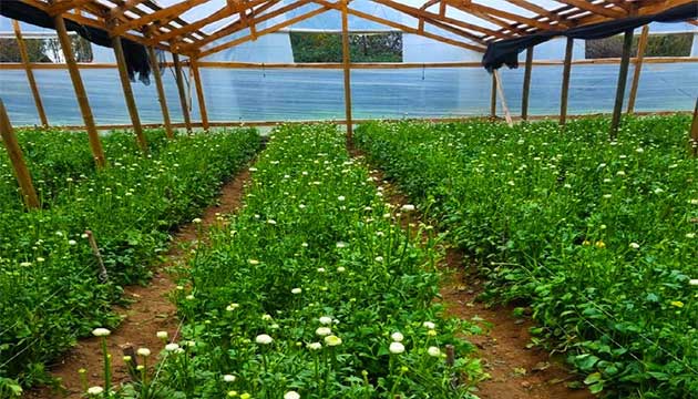 Peony Flowers | Chile