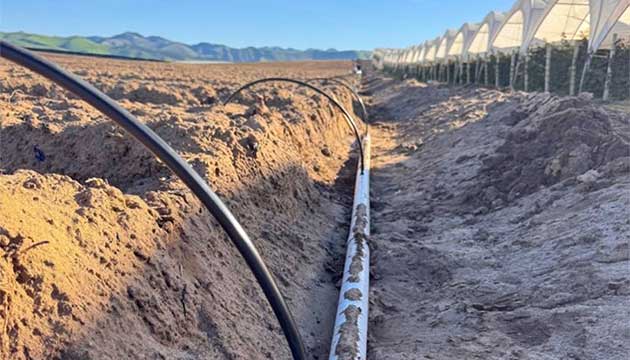 Blackberries | Santa Maria, California