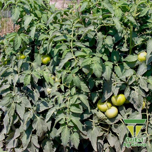 Tomatoes | Southeastern Unites States