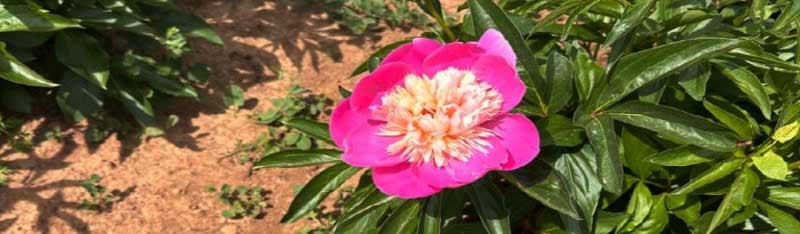 Yield and Quality in Peonies Require a Planned Soil Profile