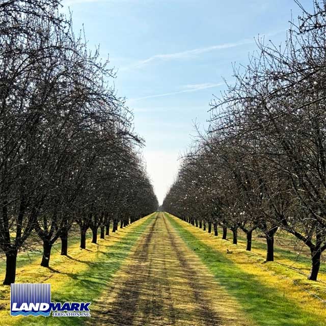Almond Orchard Irrigation System | Wasco, CA