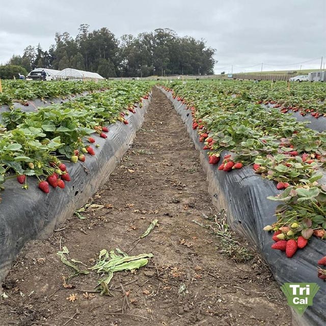 Where Soil Work Becomes Harvest
