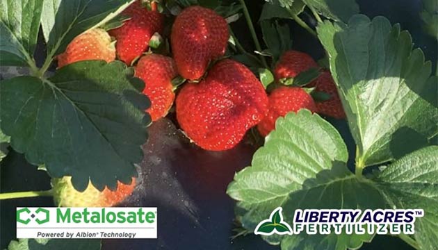 Metalosate® Foliar Nutrition | Strawberry