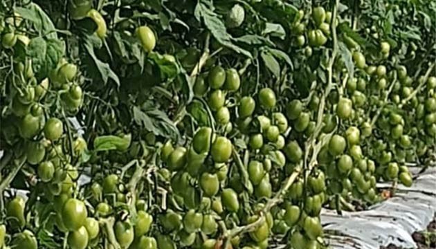 Tomatoes | Baja California