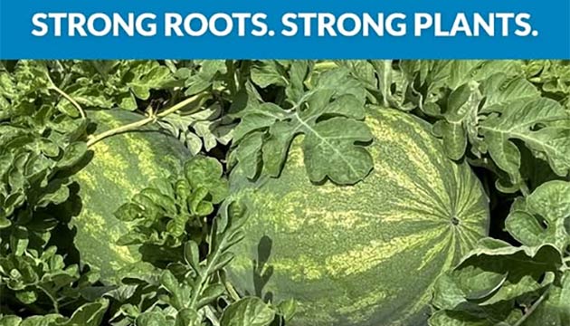 Grafted Watermelon | Tri-Hishtil 