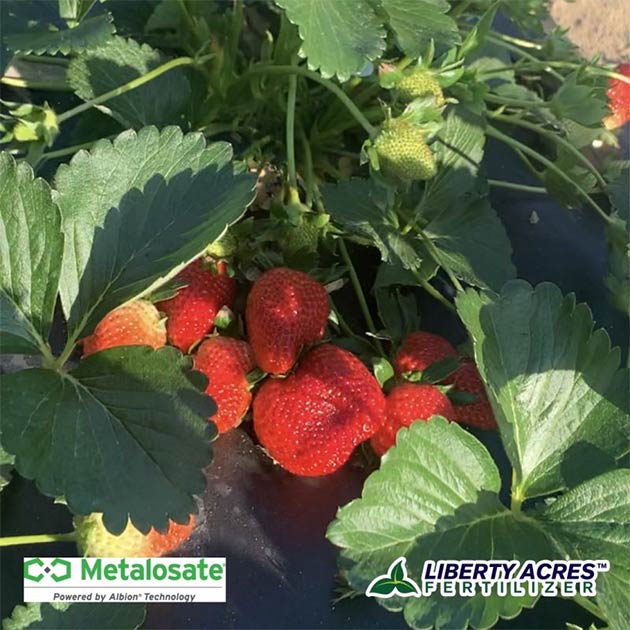 Metalosate® Foliar Nutrition | Strawberry