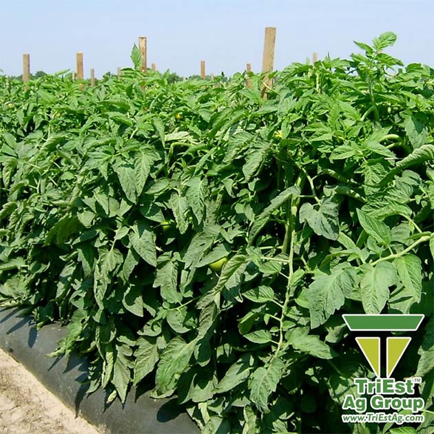 Tomatoes | Southeastern United States