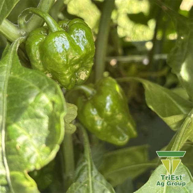 Habaneros | Triest Ag