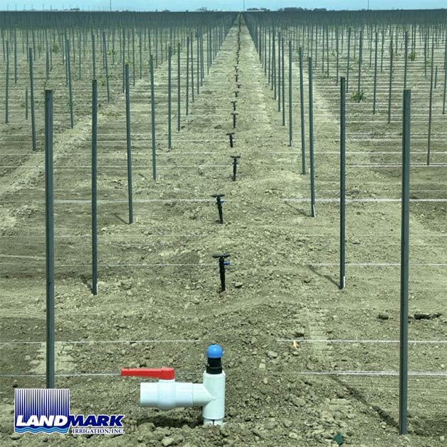 Vineyard | Corcoran, CA