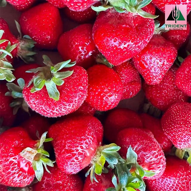 Clark's Berry Farm | Lynden, WA
