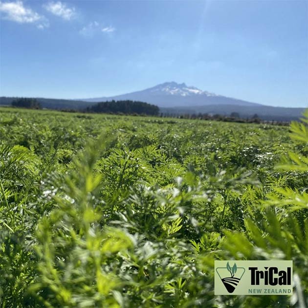 Carrots | New Zealand