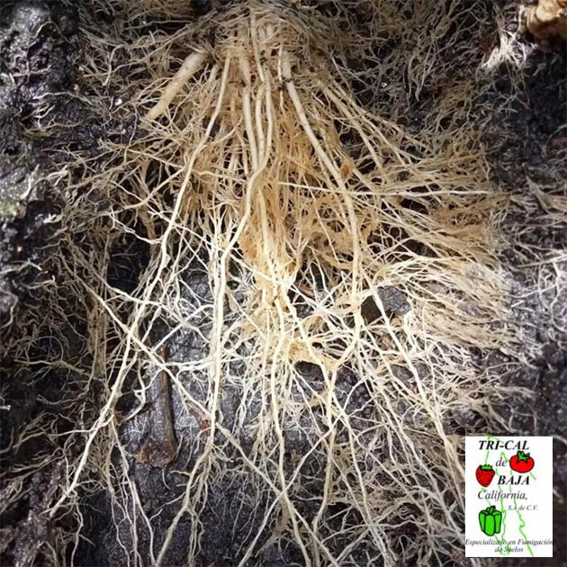 Root Development | Etzatlán, Chile