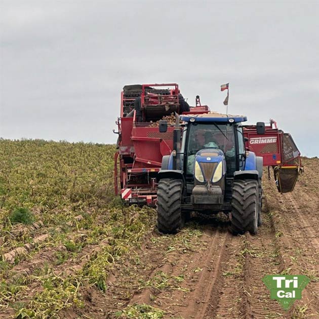 Potatoes | South America