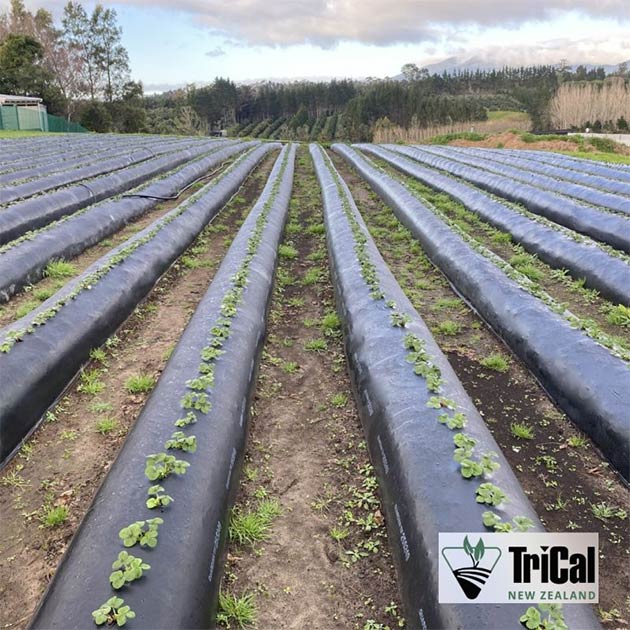 Strawberries | New Zealand