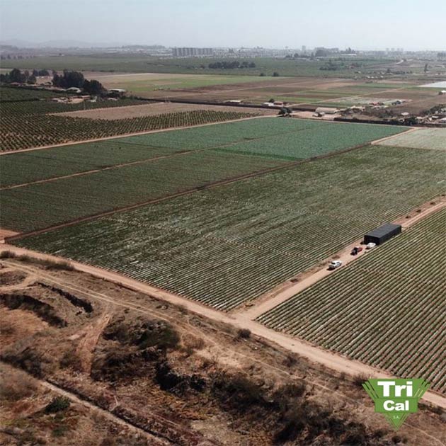 Lettuce | South America