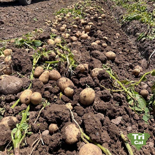 Potatoes | South America