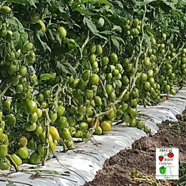 Tomatoes | Baja California
