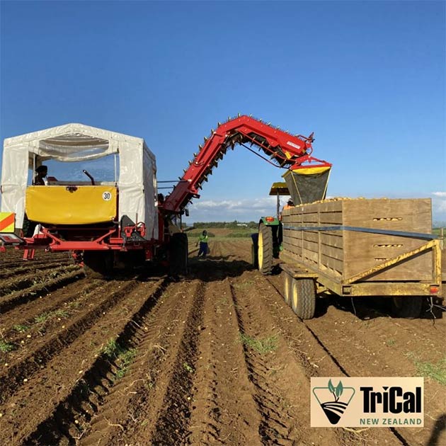 Potatoe Harvest | New Zealand