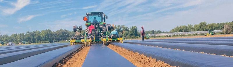 Strawberries | Triest Ag Group