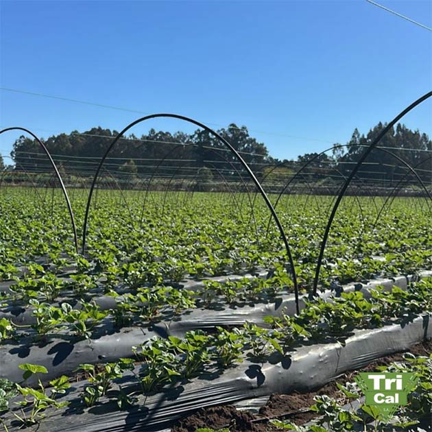 Strawberries | South America